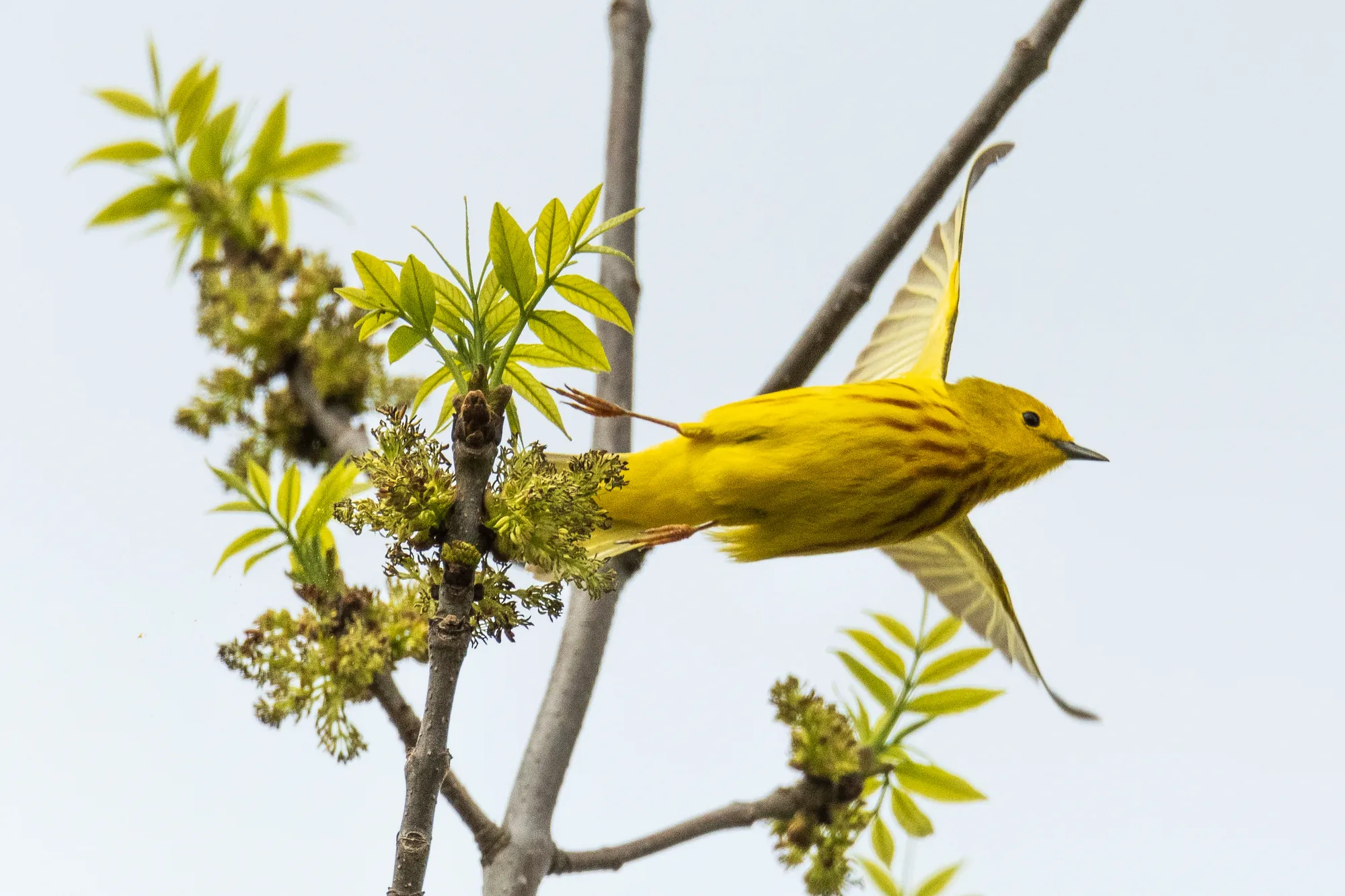 Yellow warbler, Ulao Creek, Wisconsin. 2019.